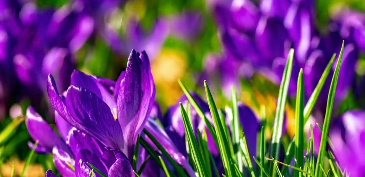 زعفران - 10 مزیت برای مراقبت از پوست