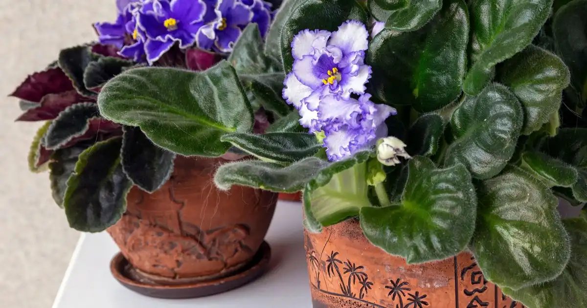 انتخاب گل های مناسب برای هر اتاق